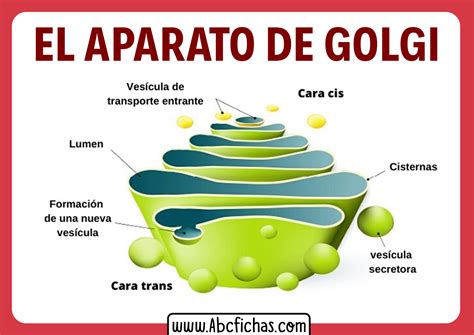 Estructura interna y partes del Aparato de Golgi