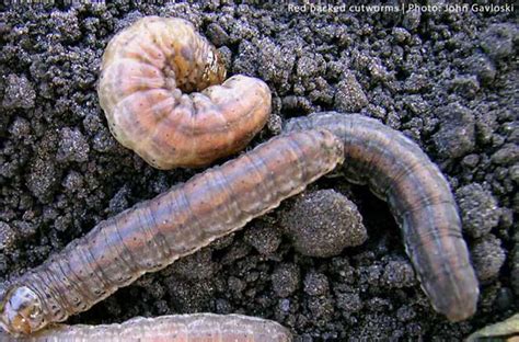 Cutworms - Northwest Center for Alternatives to Pesticides