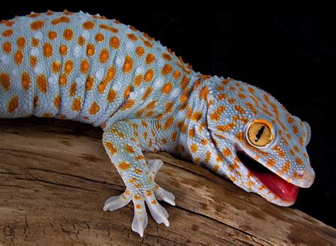 How Do Geckos Breed