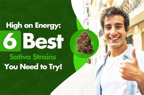 6 Best Sativa Strains: Discover the Top 6 for an Energetic High