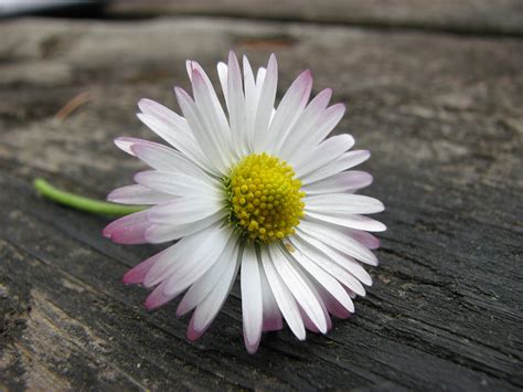 File:Pink twinged daisy on table edit.jpg