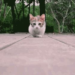 Cat Walking GIF - Find & Share on GIPHY