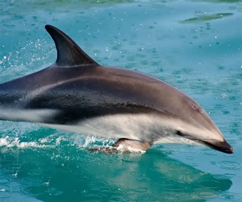 Dusky Dolphin Facts for Kids