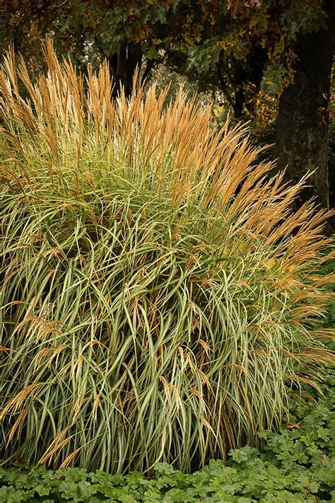 Adagio Maiden Grass | Monrovia plants, Plants, Dwarf plants