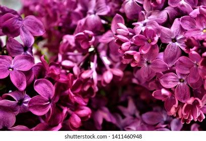 7 Oleaceae Tribus Ligustrinae Images, Stock Photos & Vectors | Shutterstock