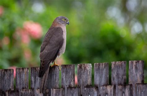 Found outside on the fence, trying to attack the budges but we chased it off for a bit. I live ...