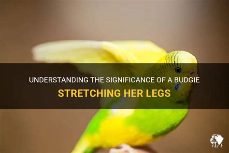 Understanding The Significance Of A Budgie Stretching Her Legs | PetShun