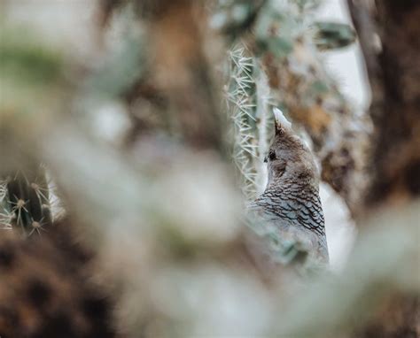 How to Identify Scaled Quail Habitat - Project Upland Magazine