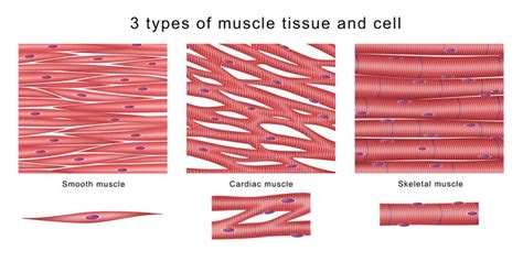 Skeletal Muscle Tissue Labeled Diagram