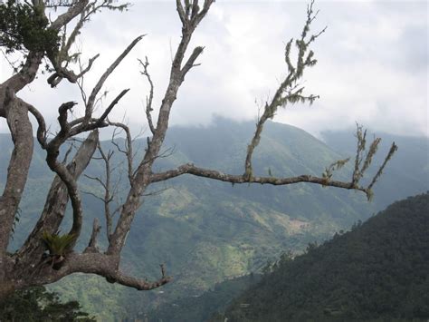 The Blue & John Crow Mountains: A Natural & Cultural Jewel of Jamaica ...