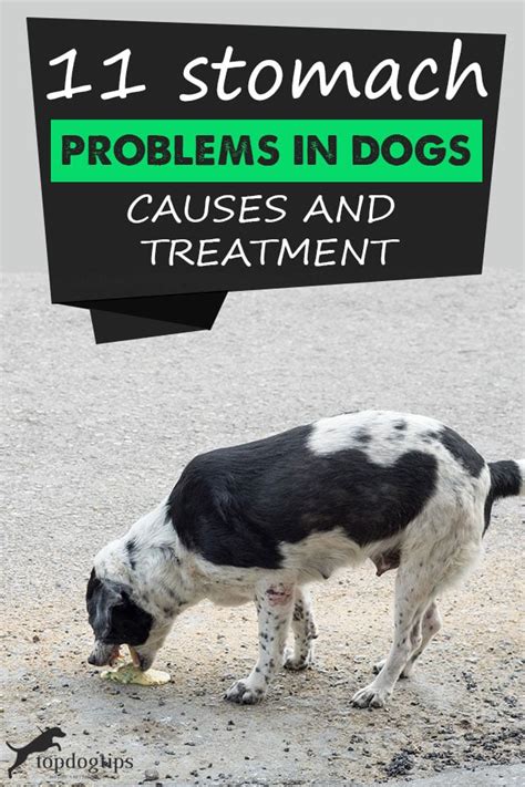 11 Stomach Problems in Dogs: Signs, Causes, and Treatment