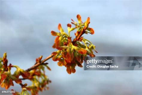 170 Samara Fruit Stock Photos, High-Res Pictures, and Images - Getty Images