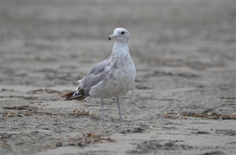 Angry Seagull by RoadKillConcepts on DeviantArt