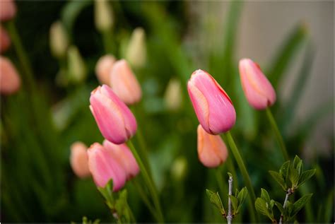 My tulips are blooming! 2021 Spring Garden - Soil and Margaritas