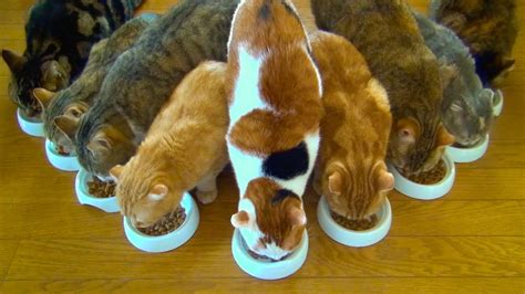 9 Cats ごはんですよ！ 9 Cats Breakfast is ready！ - YouTube