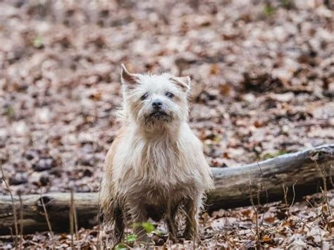 Norfipoo: Meet the Norfolk Terrier Poodle Mix [Guide]