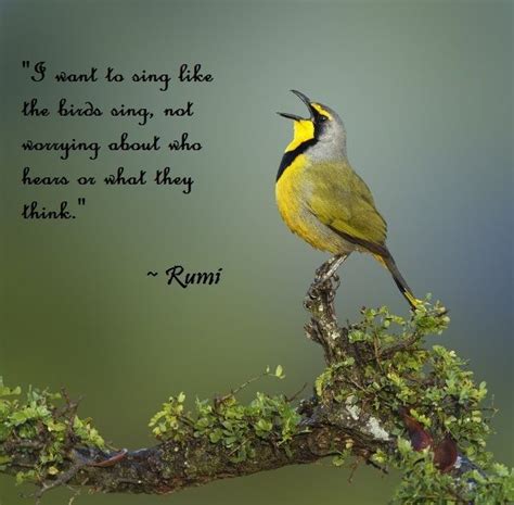 Inspirational Bird Quotes - ShortQuotes.cc