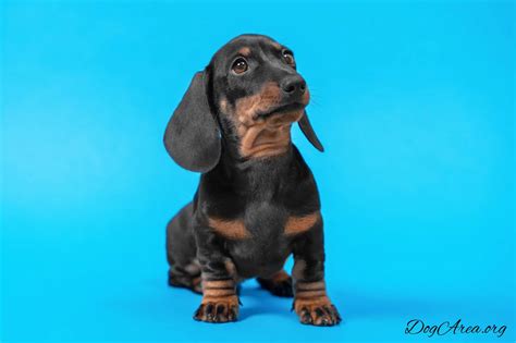 Blue Dachshund: 9 Questions That Now Have an Answer About the Breed ...