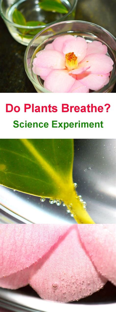 Plant Respiration Experiment | Science experiments, Plant science, Easy science experiments