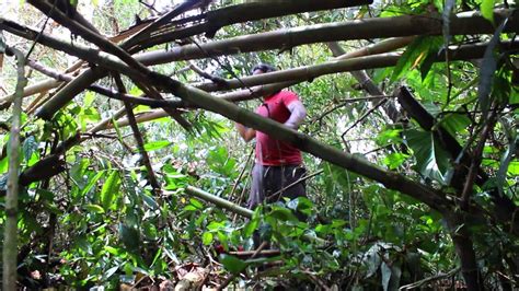 HARAKBUT CULTURA MILENARIA - MADRE DE DIOS - PERU - YouTube