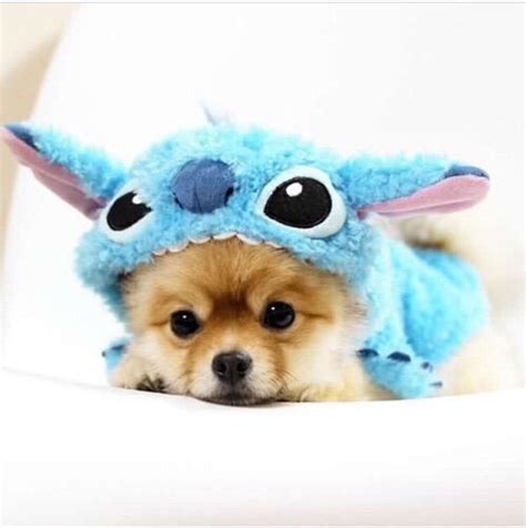 Dog In Costume Pictures, Photos, and Images for Facebook, Tumblr ...