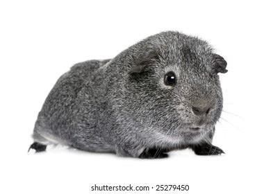 1,700 Gray Guinea Pig Images, Stock Photos, 3D objects, & Vectors | Shutterstock