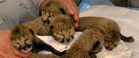 Video Of The Week - Cincinnati Zoo Debuts Adorable Newborn Cheetahs ...