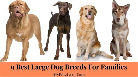 9 Best Large Dog Breeds for Families - My Petz Care