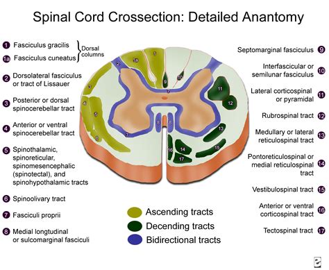 Spinal cord cross-section, detailed anatomy.