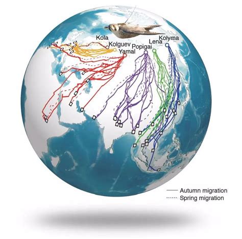 动物研究所揭秘鸟类迁徙路线形成原因和长距离迁徙关键基因 - 关注森林