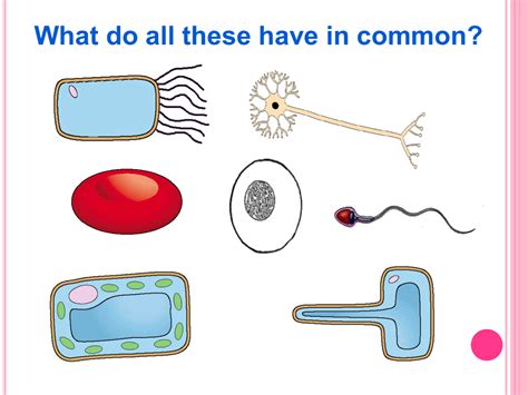 Diagram Of A Specialised Cell