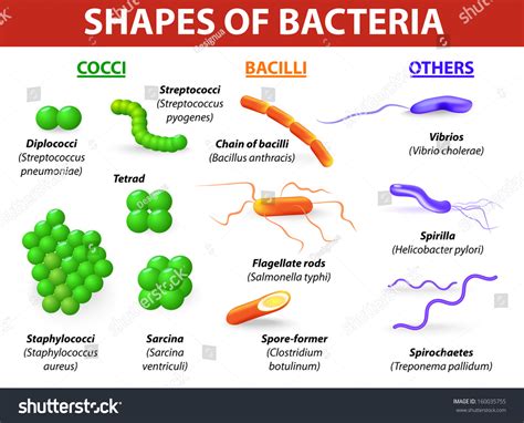 Coccus-shaped Images, Stock Photos & Vectors | Shutterstock