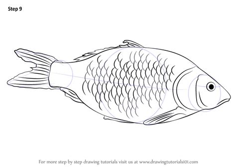 How To Draw A Realistic Fish Easy - This free step by step lesson ...