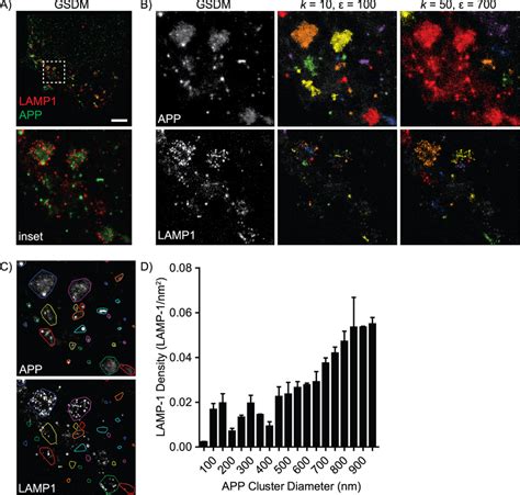 Quantification of the lysosomal marker LAMP1 in APP vesicles using the... | Download Scientific ...