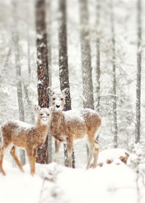 19 Gorgeous Photographs Of Wild Animals During Winter Time | DeMilked