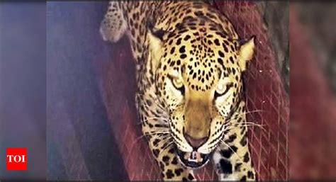 Two cages on NDA campus to catch elusive leopard | Pune News - Times of ...