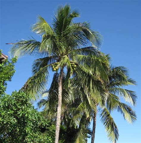 Cocos nucifera (coconut palm trees) (Captiva Island, Flori… | Flickr