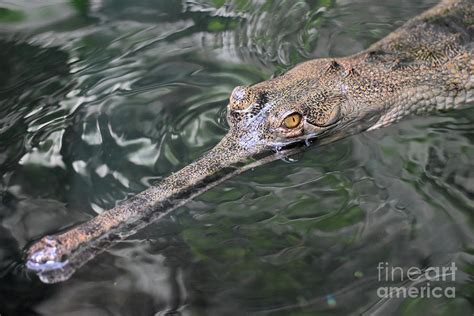 Gavial Crocodile Swimming on the Surface of the Water Photograph by ...