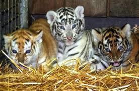 BENGAL TIGER: Bengal Tiger Behavior