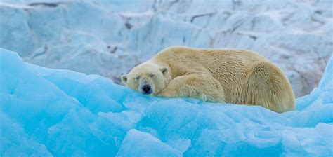 Do Polar Bears Hibernate? Don’t Sleep on This Answer!