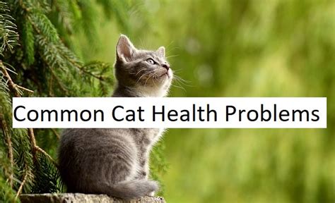 Common Cat Health Problems And How to Treat Them Quickly