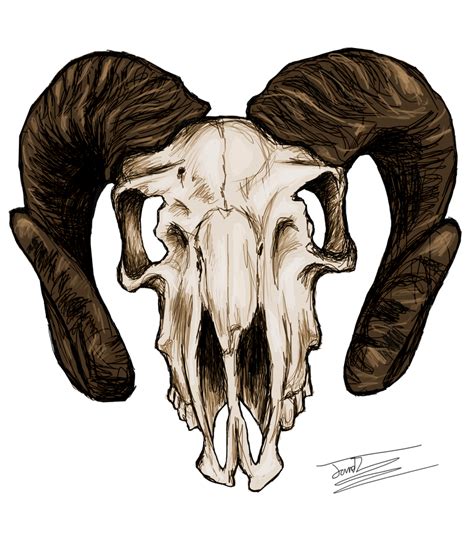 Goat Skull by Jameswhite89 on DeviantArt