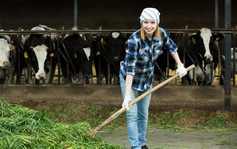 Female Farmer Collecting Grass For Cows Stock Photo - Image: 73001802