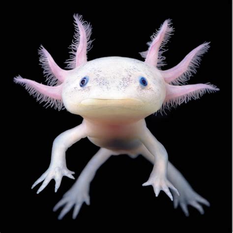 Animal of the Week with Justin C: Axolotl (Mexican walking fish) – BEACON