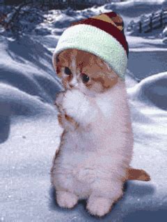 cat brrr GIF - Download & Share on PHONEKY