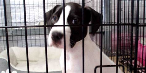 Sumter County targets ambitious upgrades for controversial animal shelter - Villages-News: News ...