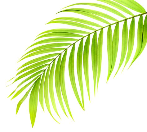 green leaf of palm tree on transparent background png file 9306540 PNG