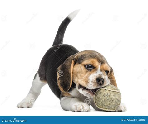 Front View Of A Beagle Puppy Playing With A Tennis Ball Stock Photos - Image: 34776603