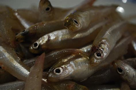 Why are our whitebait dying? » METRONEWS