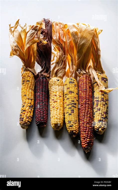 Different varieties of maize cobs Stock Photo - Alamy